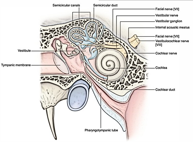 Internal Ear – Earth's Lab