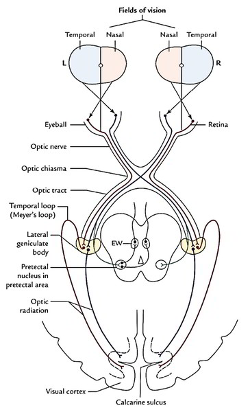 Optic Nerve 