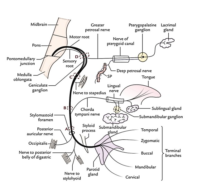 Easy Notes On 【Facial Nerve】Learn in Just 4 Minutes!