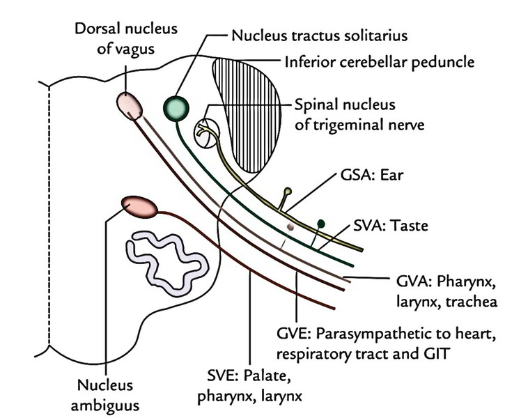 Vagus Nerve - Earth's Lab