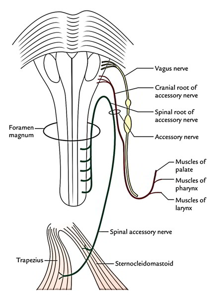 Accessory Nerve | Earth's Lab