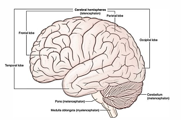 Medulla Oblongata – Earth's Lab