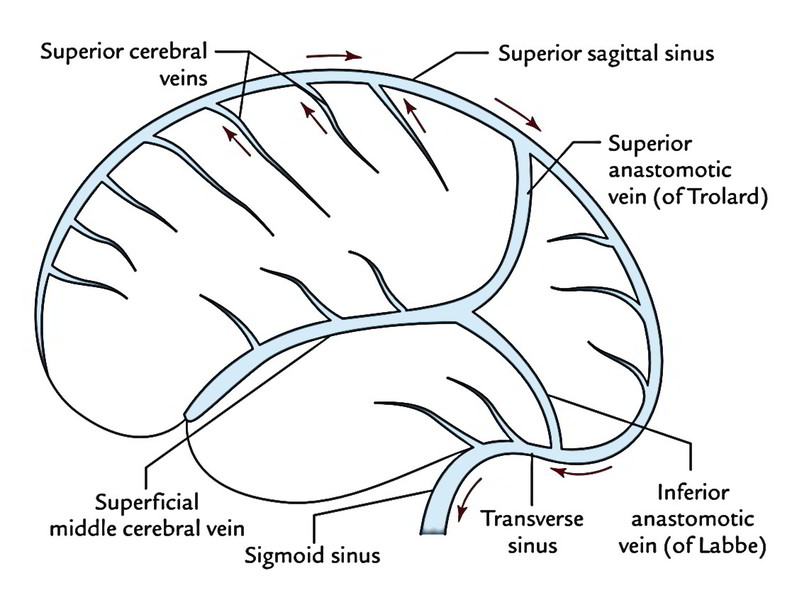 Venous Drainage of the Brain – Earth's Lab