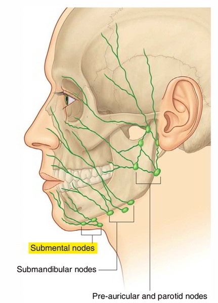 Easy Notes On 【Submental Lymph Nodes】Learn in Just 3 Mins! – Earth's Lab