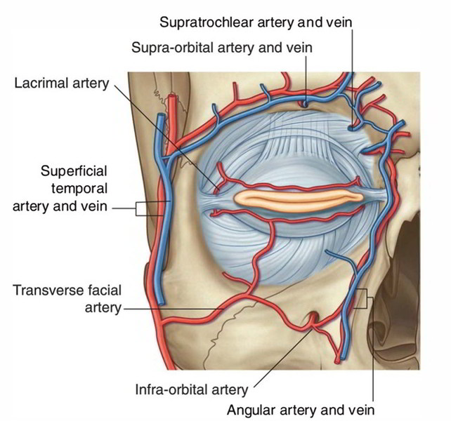Easy Notes On 【Superficial Temporal Artery】Learn in Just 3 Minutes