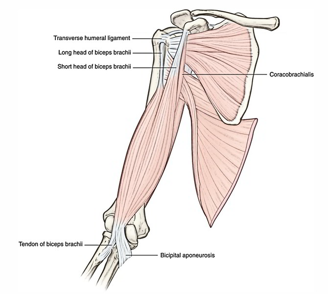 Biceps Brachii 