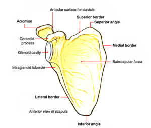 Scapula (Shoulder Blade) Anatomy – Earth's Lab