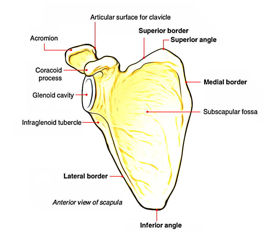 Easy Notes On Scapula Learn In Just 4 Minutes Earth S Lab