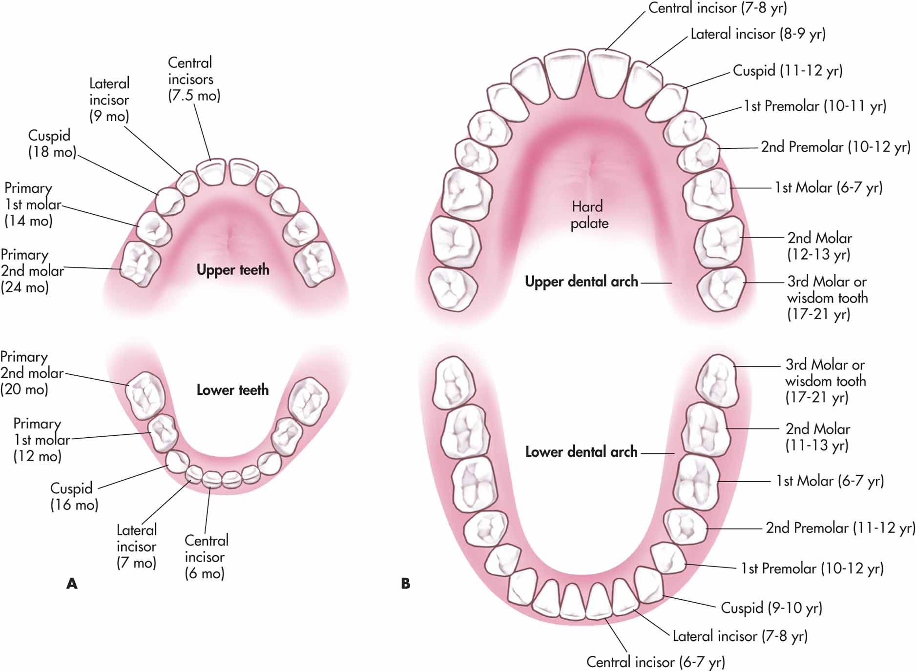 Deciduous And Permanent Teeth and Structure of a Tooth Earth's Lab