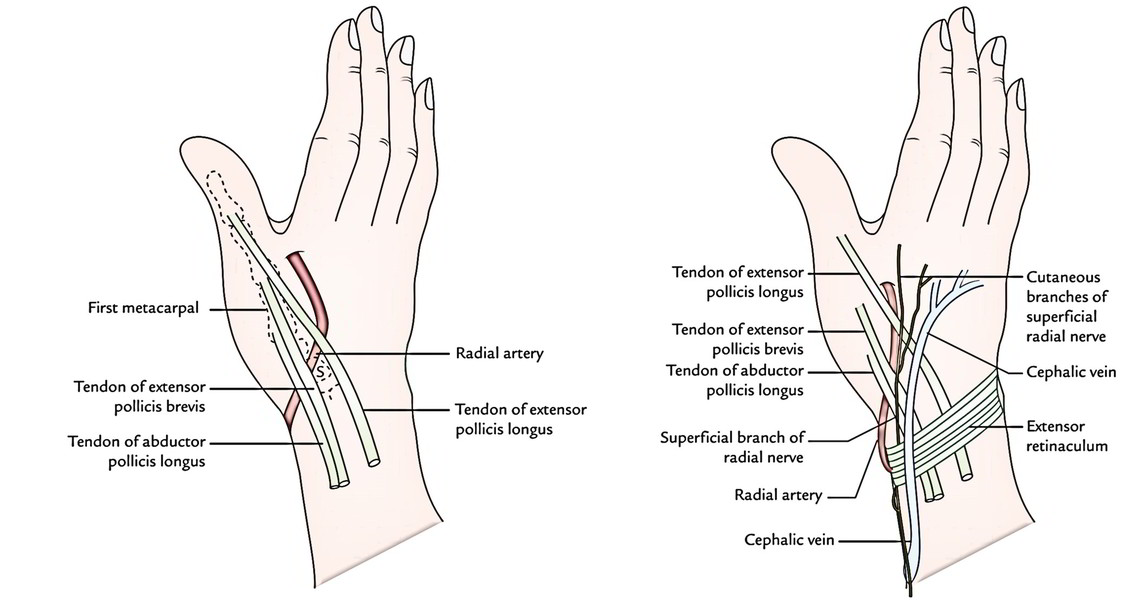 FA International HEI - 👉🏻 The anatomical snuff box or snuffbox is a  triangular deepening on the radial, dorsal aspect of the hand—at the level  of the carpal bones, specifically, the scaphoid