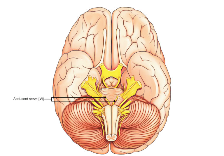 Abducent or Abducens Nerve – Earth's Lab