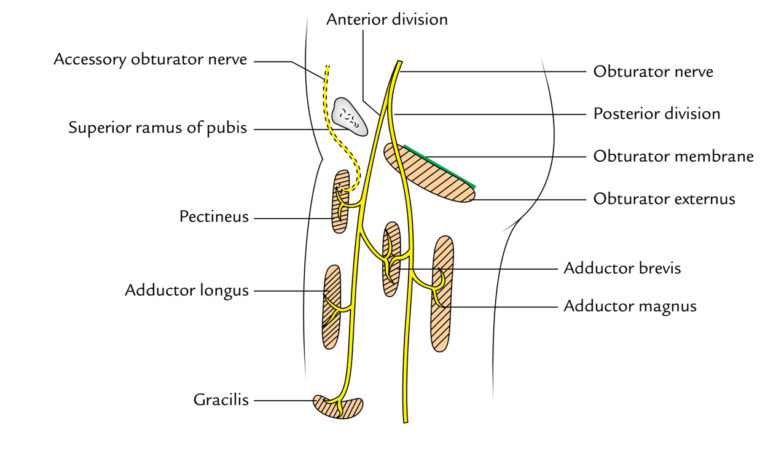 Obturator Nerve – Earth's Lab