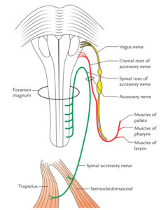 Accessory Nerve – Earth's Lab