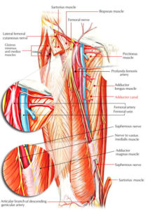 Adductor Canal (Subsartorial Canal/ Hunter’s Canal) – Earth's Lab