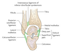 Ankle Joint (Talocrural Joint) – Earth's Lab