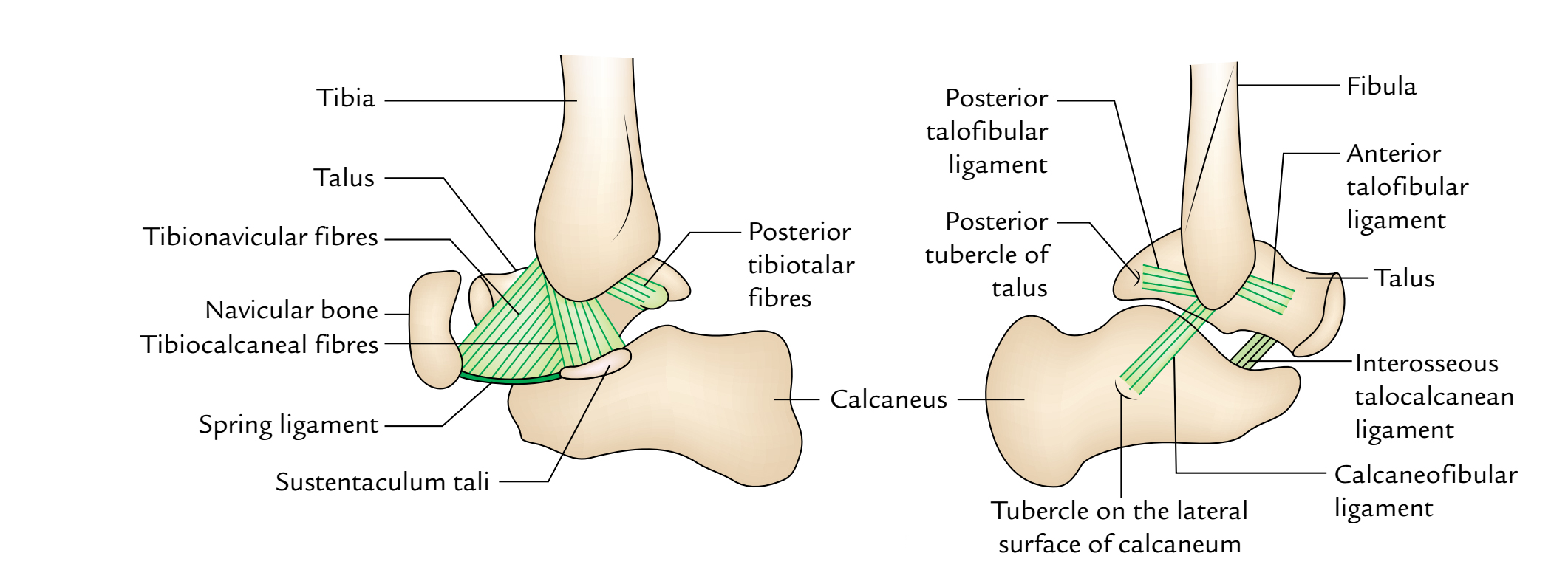 Ankle Joint (Talocrural Joint) – Earth's Lab