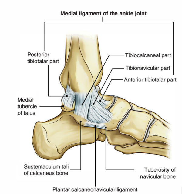 Ankle Joint Talocrural Joint Earths Lab 4908
