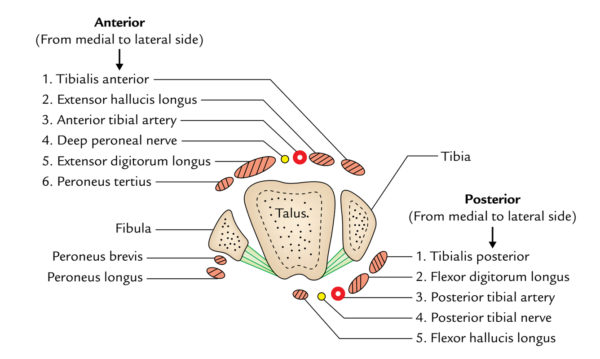 Ankle Joint (Talocrural Joint) – Earth's Lab