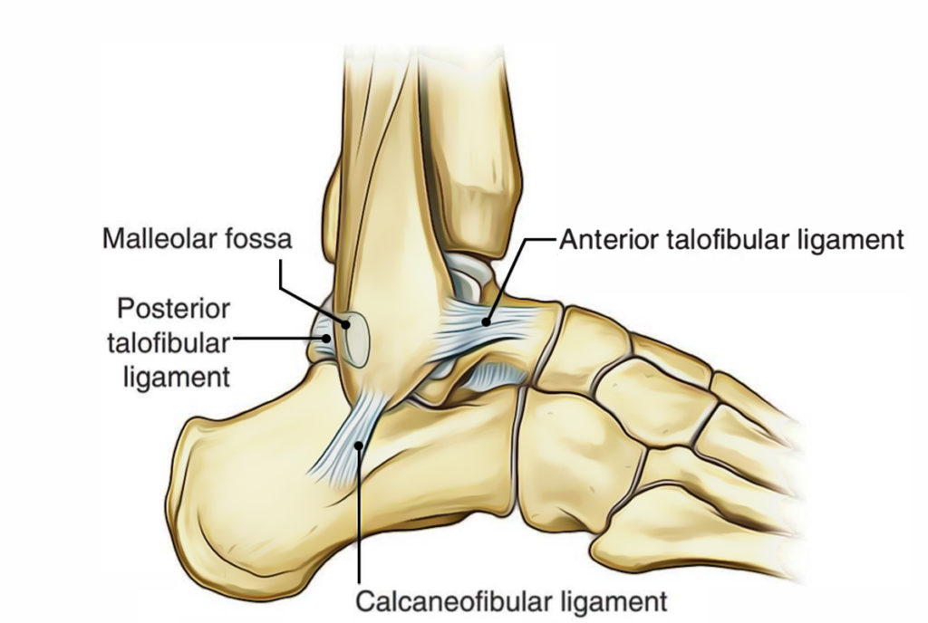 Diagram Of Ankle Ligaments