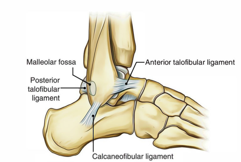 Ankle Joint Talocrural Joint Earths Lab 7708