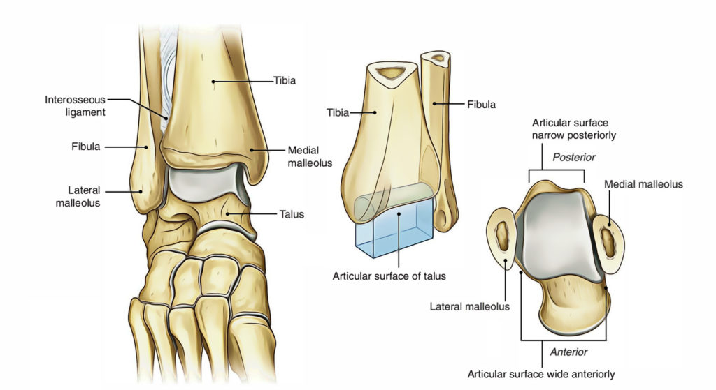 Ankle Joint (Talocrural Joint) – Earth's Lab