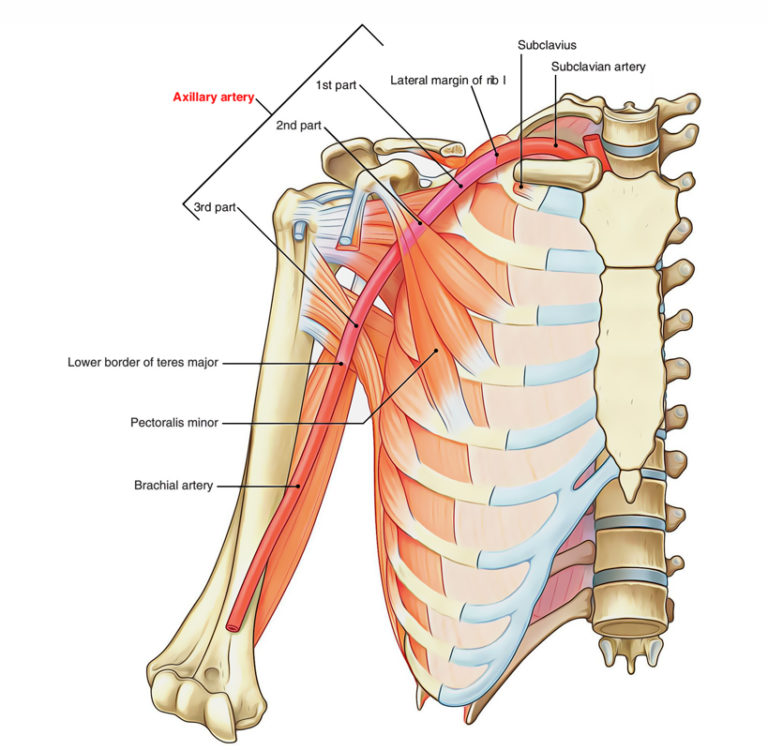 Axillary Artery – Earth's Lab