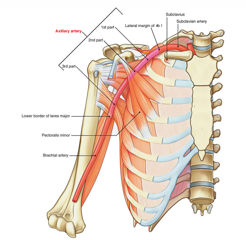 print-module-3-the-thorax-flashcards-easy-notecards