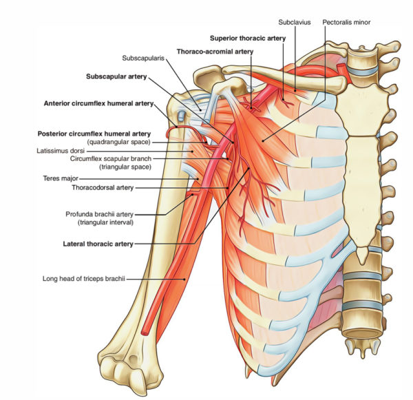 Axillary Artery – Earth's Lab