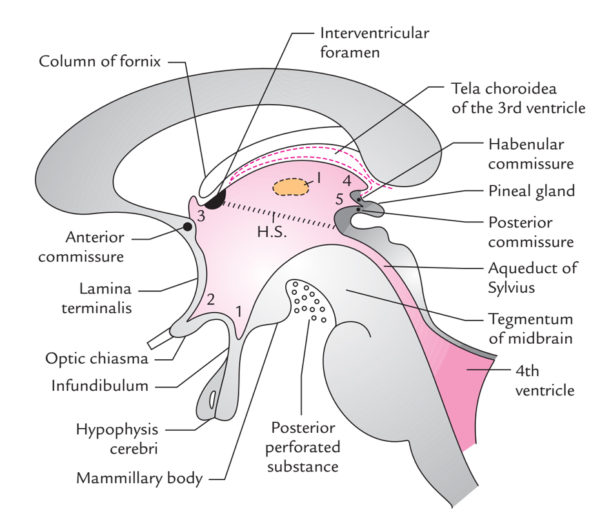 Third Ventricle – Earth's Lab