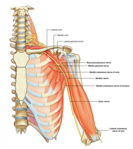 Brachial Plexus Anatomy and Clinical Correlation