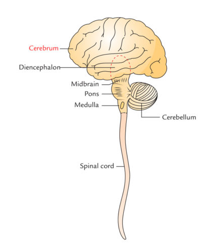 Cerebrum – Earth's Lab