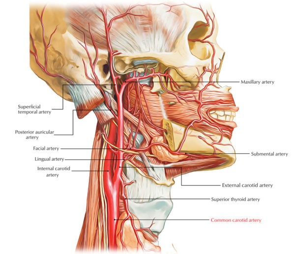 common-carotid-arteries-earth-s-lab