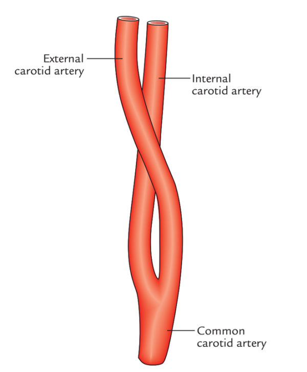 Arteria Carotida Comun Derecha