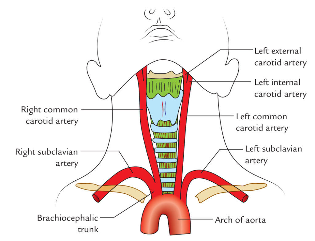 Arteria Carotida Comun Derecha