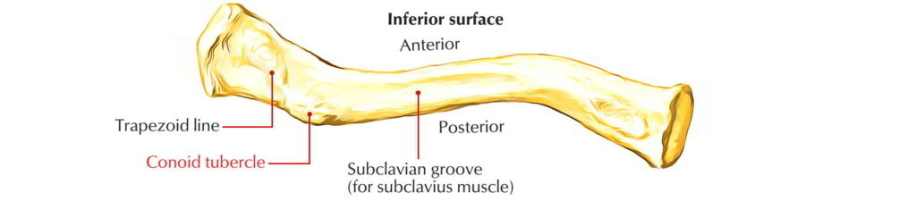 Clavicle Bone Collar Bone Anatomy Earths Lab 3722