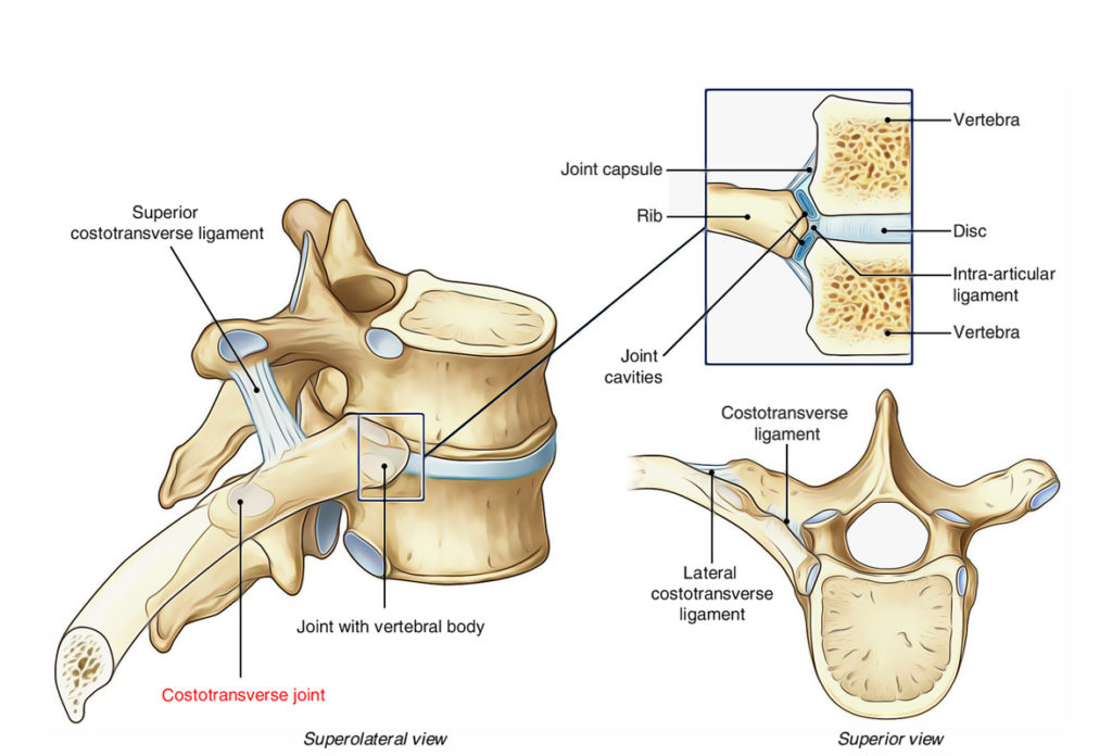 transverse process of cervical vertebrae