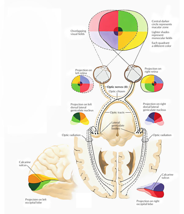 Optic Nerve – Earth's Lab