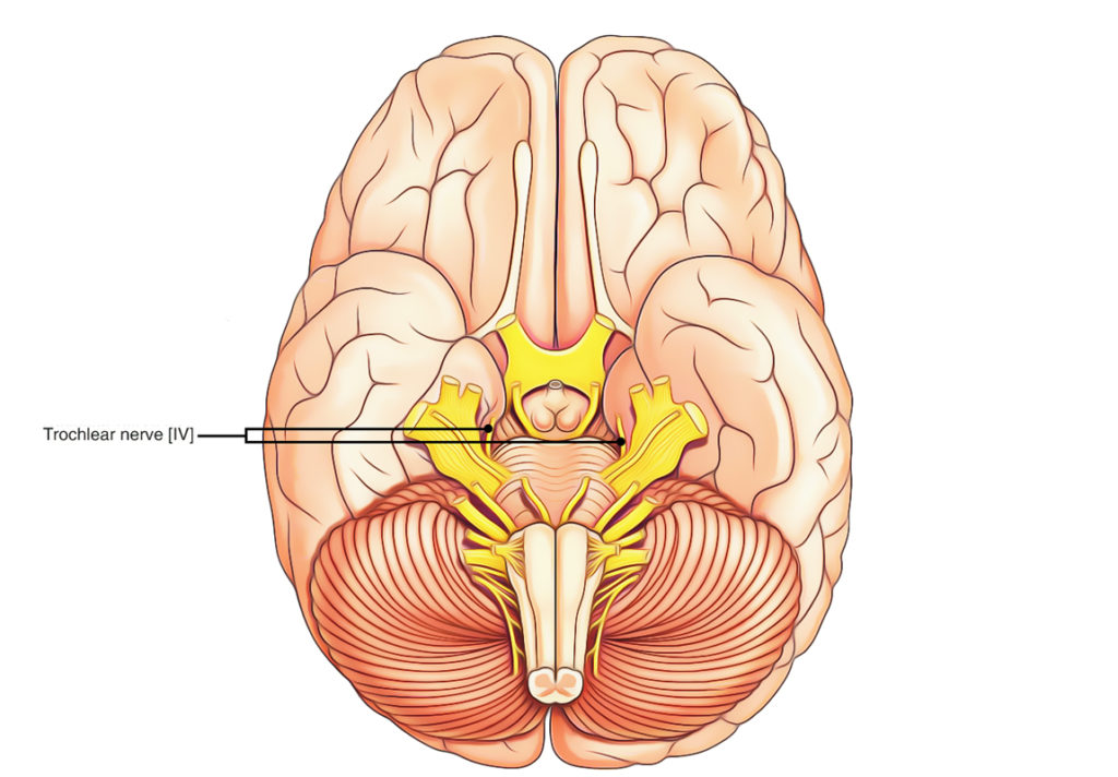 trochlear-nerve-earth-s-lab