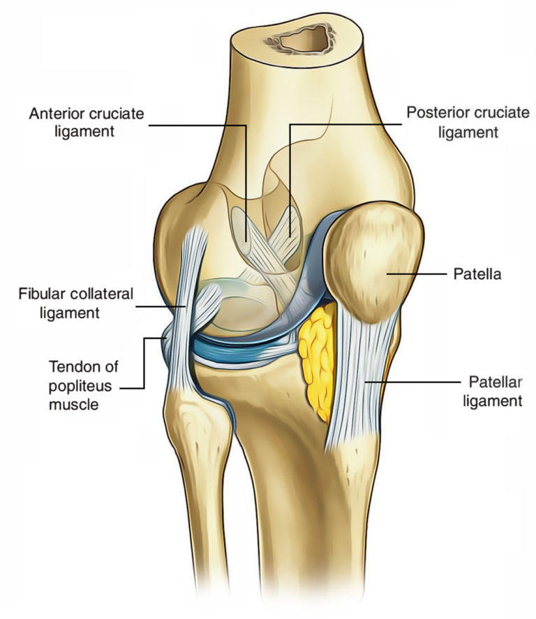 ligaments-of-the-knee-joint-earth-s-lab