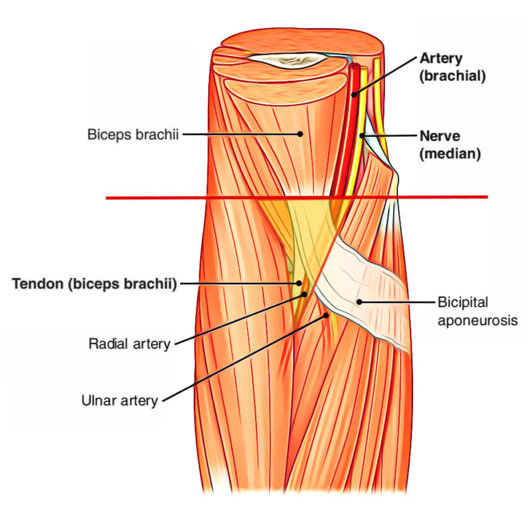 Cubital Fossa Anatomy – Earth's Lab