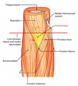 Cubital Fossa Anatomy – Earth's Lab