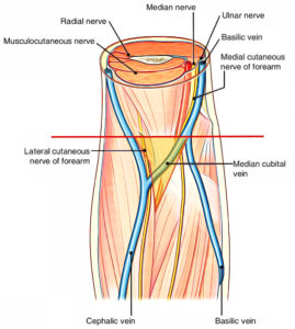 Cubital Fossa Anatomy – Earth's Lab