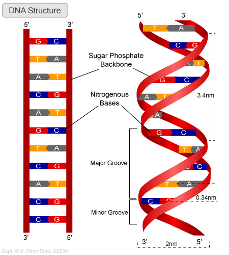 DNA Structure and Function – Earth's Lab