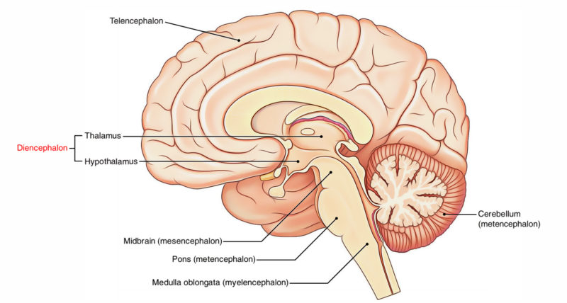 Easy Notes On Diencephalon Learn In Just 4 Minutes Earth S Lab   Diencephalon 800x428 