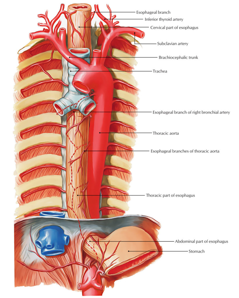 Esophagus Earth S Lab