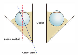 Extraocular Muscles – Earth's Lab