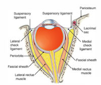 Extraocular Muscles – Earth's Lab