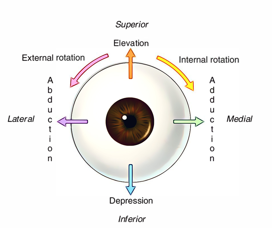 Local retinoic acid directs emergence of the extraocular muscle functional  unit | bioRxiv