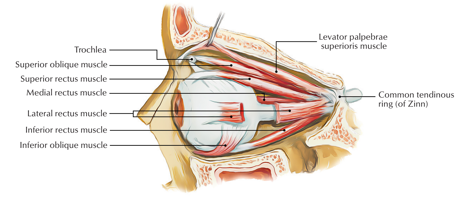 Anatomy of the lower limbs