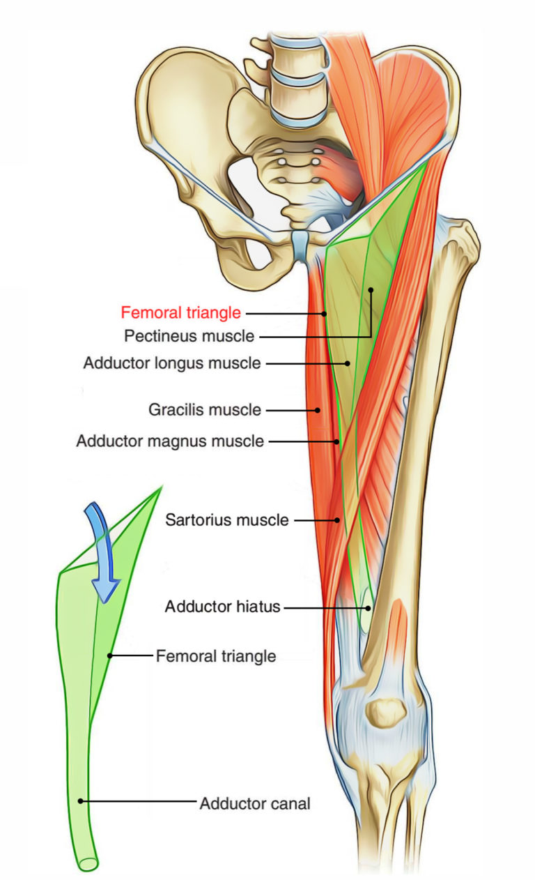 femoral-triangle-earth-s-lab